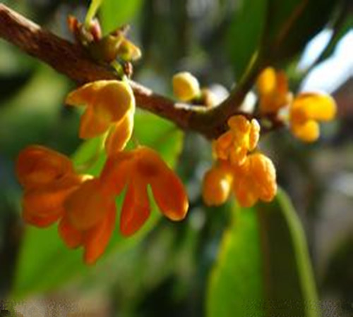 薄荷油、桂花…香氣也能防病
