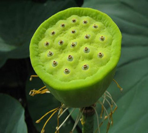 蓮蓬全身都是寶 夏季生吃蓮子簡(jiǎn)單又營養(yǎng)