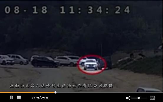 八達嶺動物世界黑熊傷人 網(wǎng)友視頻與園方公布不同