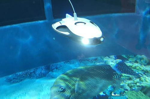 資料圖：一款和鰩魚外形相像的水中機(jī)器人。<a target='_blank'  >中新網(wǎng)</a> 吳濤 攝