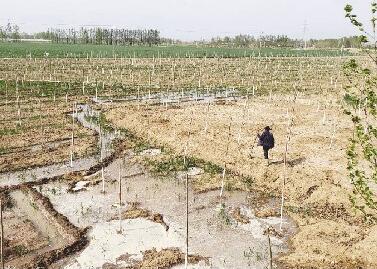 聊城：退伍軍人馬頰河岸栽6萬棵樹苗