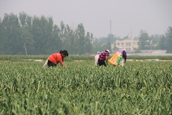 聊城沙鎮(zhèn)鮮蒜苔豐產(chǎn)價格卻遇冷 供求失衡是主因