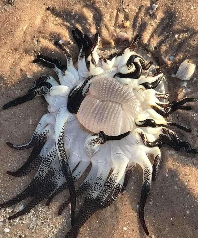 澳海灘現(xiàn)長著黑白觸手“神秘生物”？網(wǎng)友揭開答案