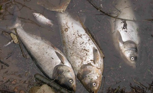 兩個(gè)月內(nèi)第三次！澳魚(yú)類大規(guī)模死亡，系生態(tài)災(zāi)難？