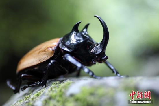 全球昆蟲數(shù)目持續(xù)減少 專家警告百年后恐遭滅絕