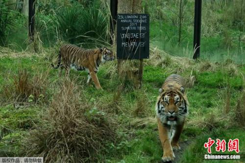 “相親”不成釀虎命 倫敦動(dòng)物園蘇門答臘虎殺同伴