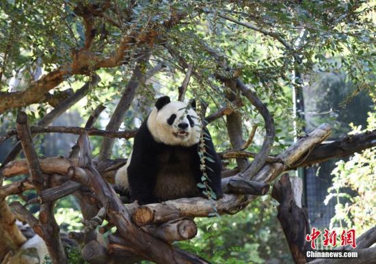 旅美大熊貓母子“白云”和“小禮物”將返回中國