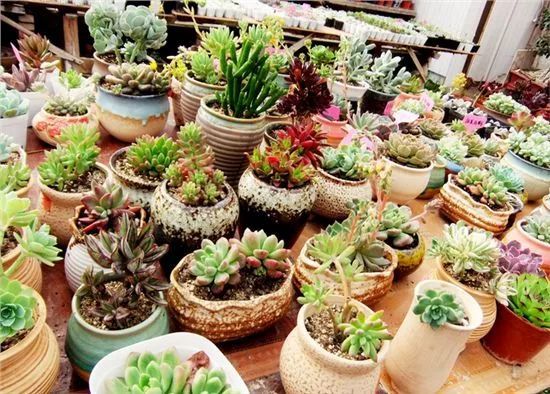 多肉植物毒害心臟？這些關(guān)于綠植的謠言騙了你多少年