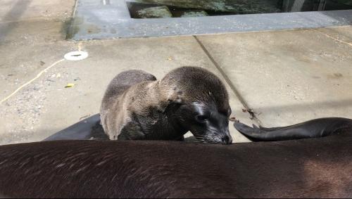 超萌！美動(dòng)物園迎新生命：小熊貓、海獅寶寶誕生(圖)