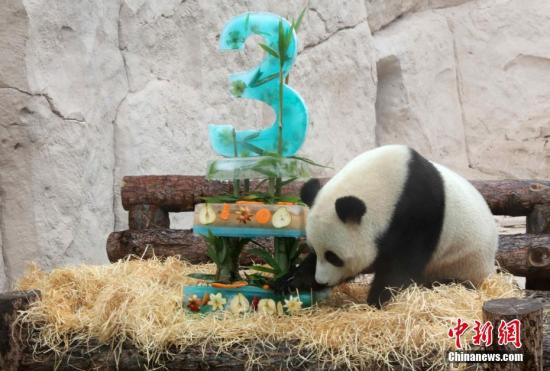 中國大熊貓在莫斯科的“生日派對”