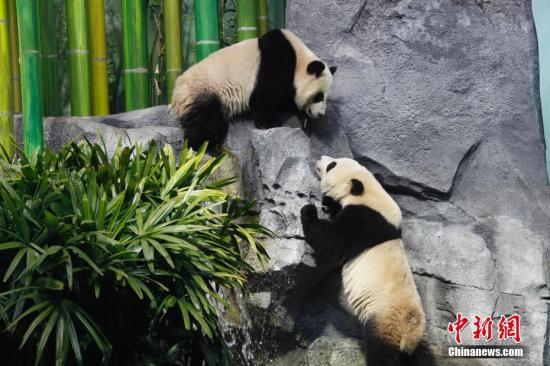 加拿大卡爾加里動物園為中國熊貓龍鳳胎寶寶舉辦歡送活動