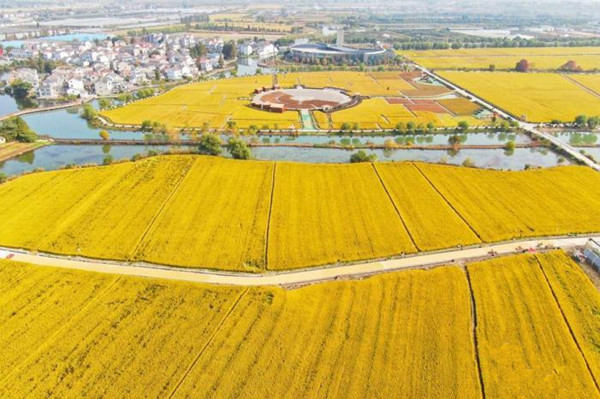 農(nóng)業(yè)農(nóng)村部加強轉(zhuǎn)基因生物監(jiān)管 嚴防非法生產(chǎn)經(jīng)營