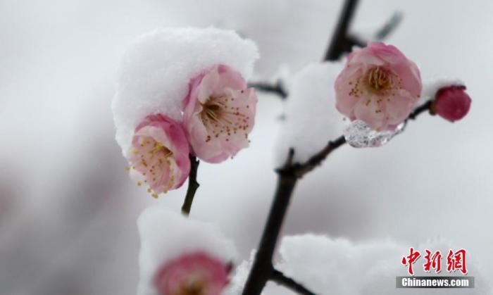 資料圖：圖為傲雪而放的梅花。 孟德龍 攝