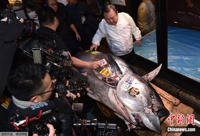 高達2億日元！日本豐洲市場迎金槍魚新年首拍