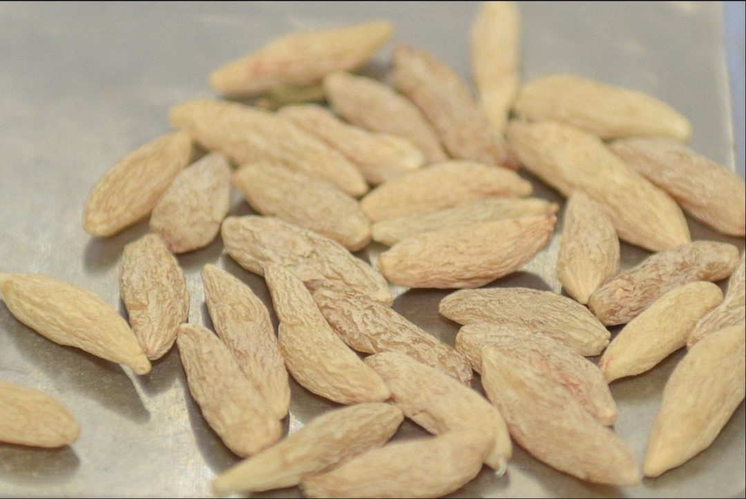 入秋之后一聲咳，潤肺止咳的五大常用中藥，每種對癥不一樣！
