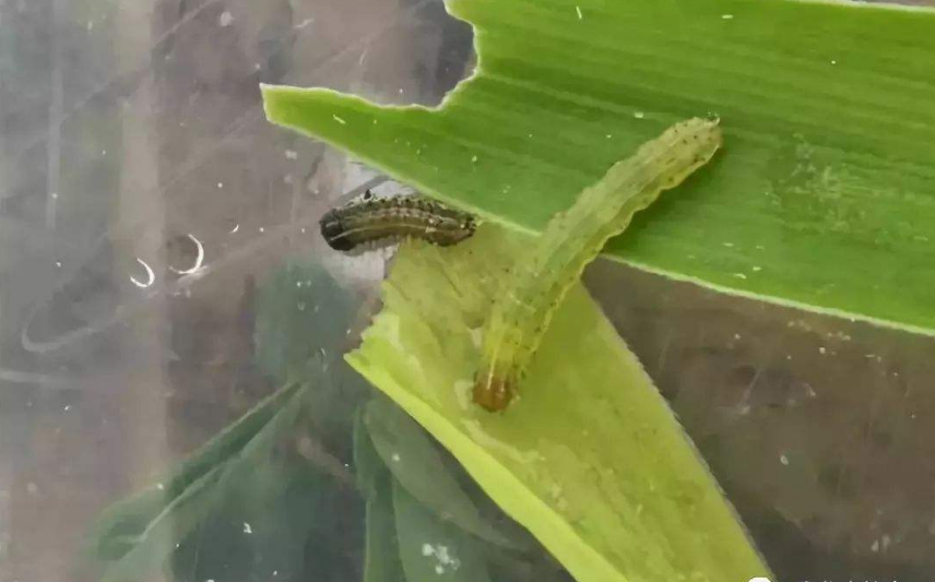 南農(nóng)大教授用大數(shù)據(jù)預測遷飛害蟲 嚴防死守應對物種入侵