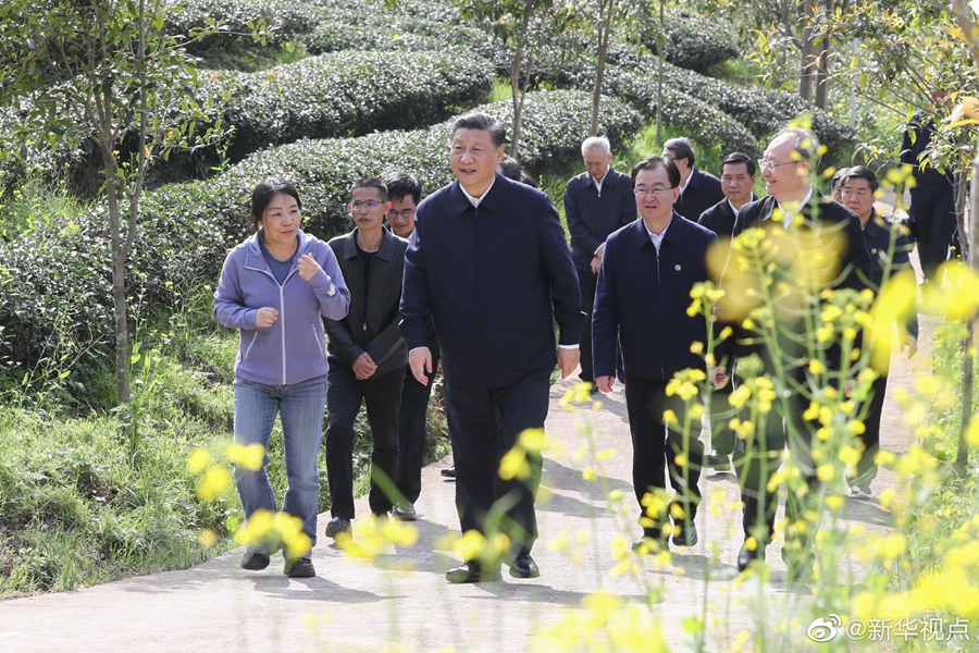 習近平察看武夷山春茶長勢：把茶文化、茶產(chǎn)業(yè)、茶科技這篇文章做好