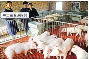 大學(xué)畢業(yè)后你會(huì)選擇去養(yǎng)豬嗎？研究生年薪18萬(wàn)元起