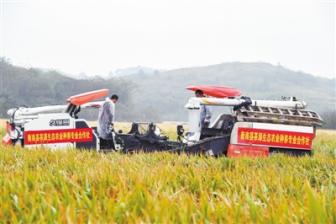超級(jí)雜交水稻： 跨越育種“禁區(qū)”，讓中國(guó)碗盛滿中國(guó)糧