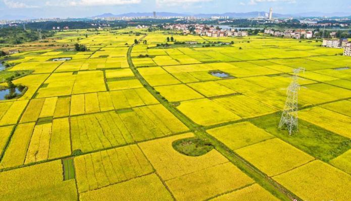 農(nóng)業(yè)農(nóng)村部：堅(jiān)決守住全年糧食和農(nóng)業(yè)豐收基本盤(pán)