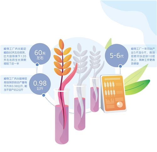 水稻一年長(zhǎng)6茬！香不?