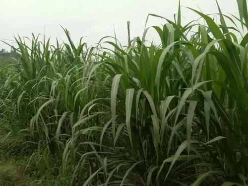 種植面積穩(wěn)中有增，預(yù)計(jì)超12.9億畝 今年秋糧豐收基礎(chǔ)好