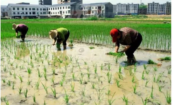 人民網(wǎng)評：回答好“誰來做農(nóng)民”，要做好“三篇文章”