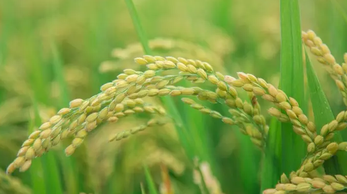新華全媒+丨我國科學家揭示突破水稻產(chǎn)量瓶頸新機制