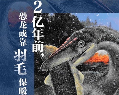 遠(yuǎn)古發(fā)現(xiàn)丨科學(xué)家發(fā)現(xiàn)恐龍或靠羽毛保暖挺過大滅絕