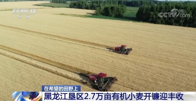 在希望的田野上 | 黑龍江墾區(qū)2.7萬(wàn)畝有機(jī)小麥開鐮迎豐收