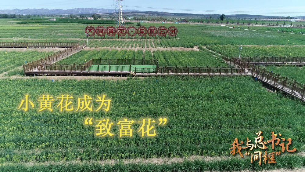 我與總書記“同框”｜小黃花成為“致富花”