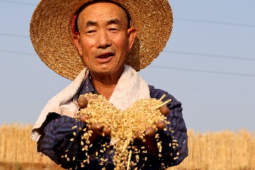 農(nóng)業(yè)農(nóng)村部：全國(guó)秋糧進(jìn)入產(chǎn)量形成關(guān)鍵期 大部分地區(qū)長(zhǎng)勢(shì)好于上年