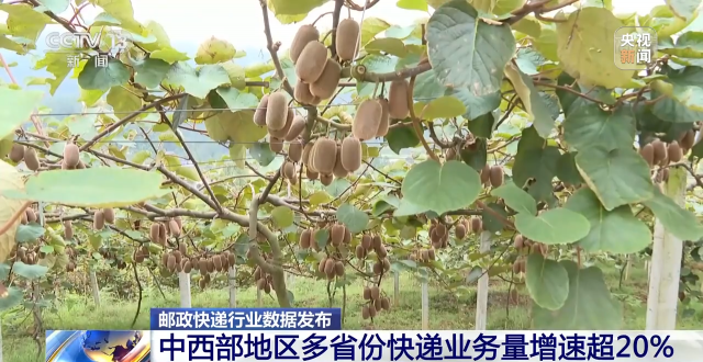 1—9月全國(guó)快遞業(yè)務(wù)量超800億件 中西部地區(qū)多省份快遞業(yè)務(wù)量增速超20%