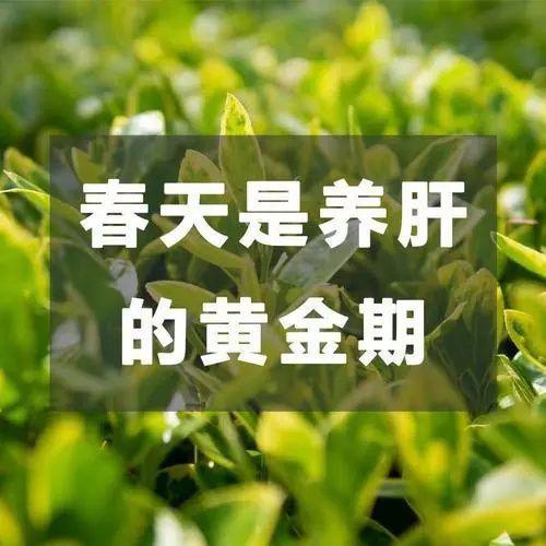 護肝之計在于春，春季哪些食物有益于護肝？
