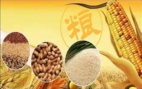 口糧自給率超過100%，人均糧食占有量約480公斤 做到谷物基本自給、口糧絕對安全
