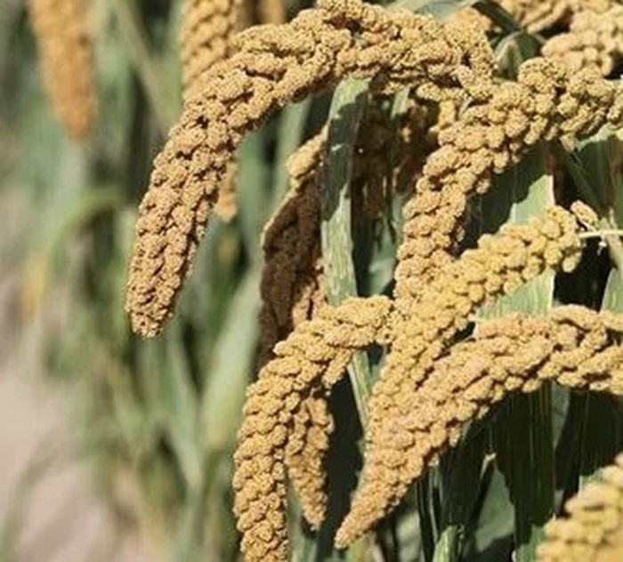 谷子高質(zhì)量圖基因組“面紗”揭開