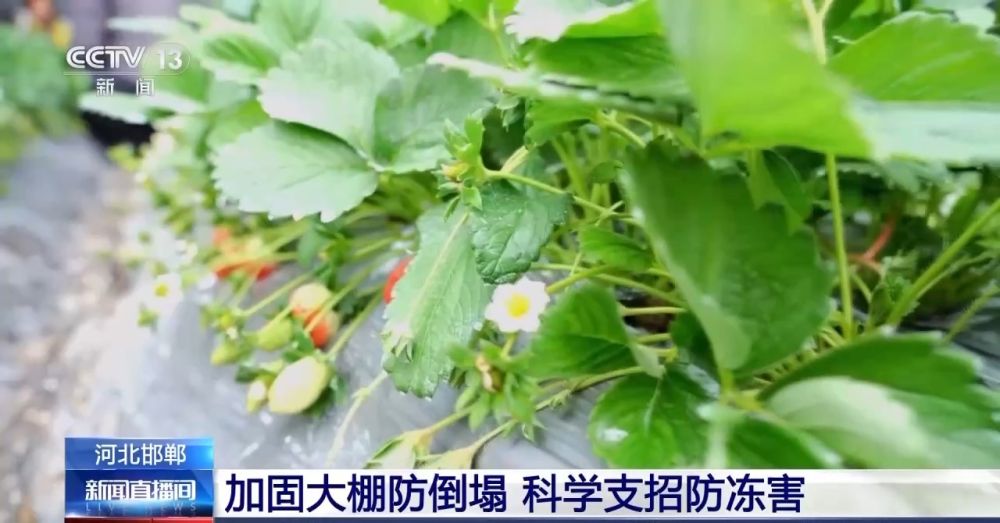 “菜籃子”量足價(jià)穩(wěn)！從田間到超市 多方發(fā)力保供穩(wěn)價(jià)