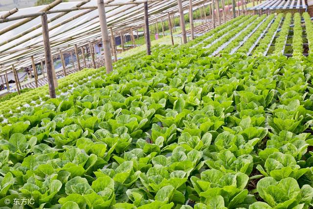 我國(guó)農(nóng)業(yè)植物新品種權(quán)授權(quán)量突破3萬件