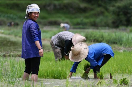 芒種節(jié)氣的冷知識：為何要“安苗”、吃青梅？