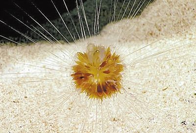 美科學(xué)家?發(fā)現(xiàn)蒲公英水母