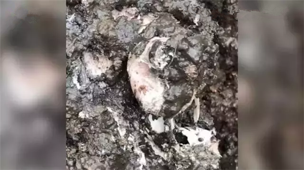 比挖出上萬頭病死豬更可怕的 是村民多年舉報(bào)無果