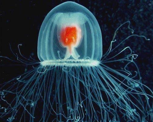 地球上五大最長壽的動物，不死的燈塔水母，恐龍時代活下來的蜥蜴