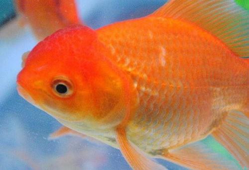 基因變異使金魚獲“釀酒”能力